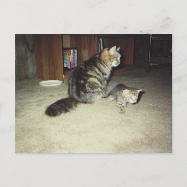 Cartão Postal Gata-mãe com gatinho (Frente)