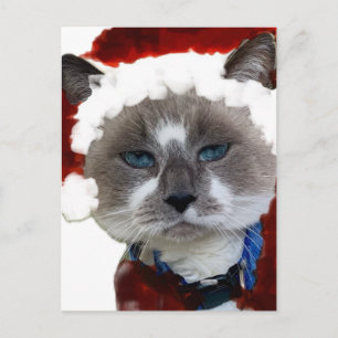 Cartão Postal Gata Santa Claws Natal Maureen Girard Olho Azul