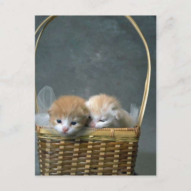 Cartão Postal Gatinha (Frente)