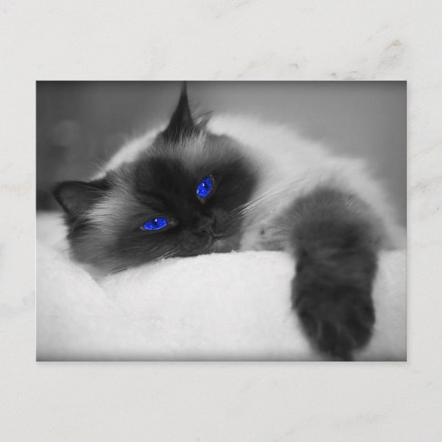 Cartão Postal Gatinho (Frente)