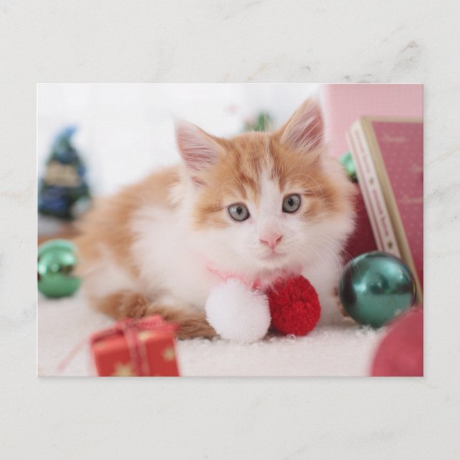 Cartão Postal Gatinho (Frente)