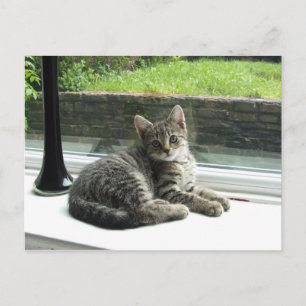 Cartão Postal Gatinho