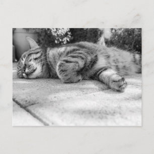 Cartão Postal Gatinho