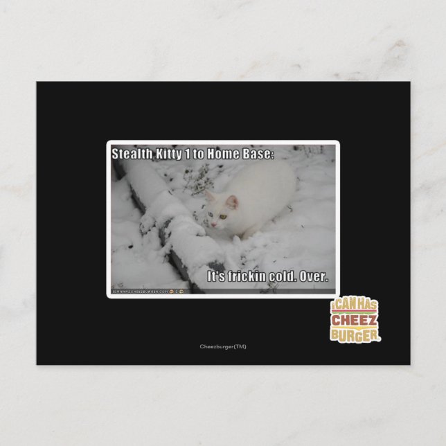 Cartão Postal Gatinho 1 do discrição (Frente)