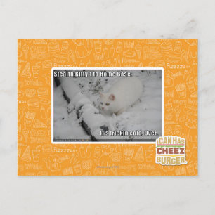 Cartão Postal Gatinho 1 do discrição