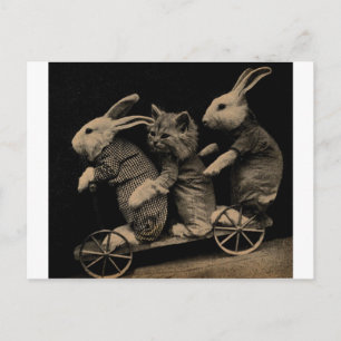 Cartão Postal Gatinho antigo e foto engraçada de coelho