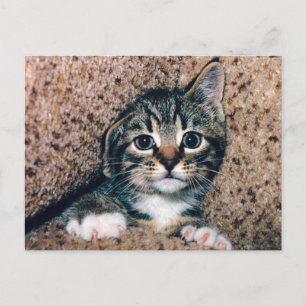 Cartão Postal Gatinho Atigrado Adorável com Olhos Grandes Espian