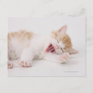 Cartão Postal Gatinho bocejando em um fundo branco.