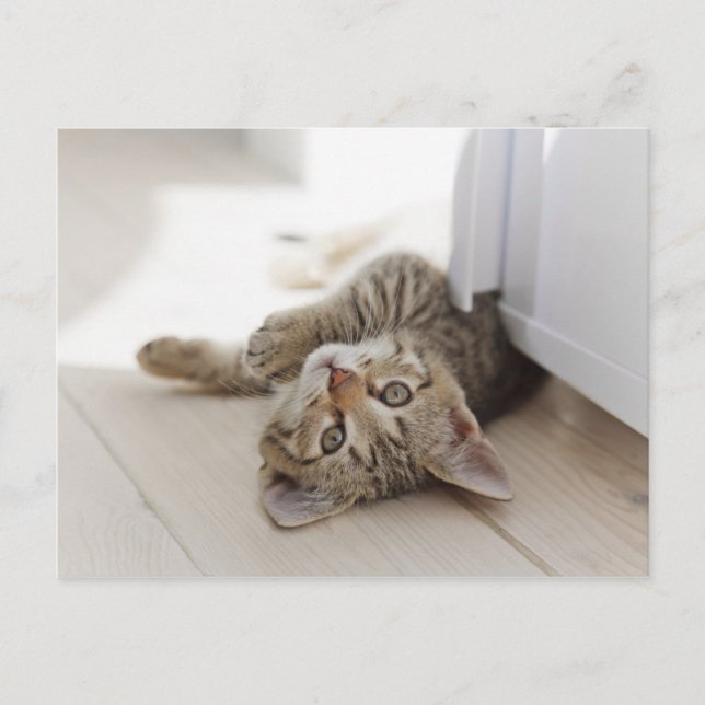 Cartão Postal Gatinho Bonito (Frente)