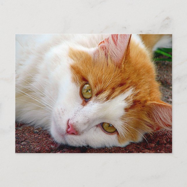 Cartão Postal Gatinho bonito (Frente)