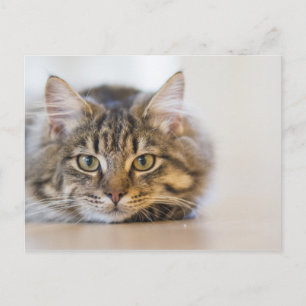 Cartão Postal Gatinho bonito olhando para você