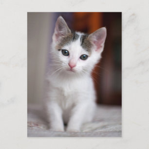 Cartão Postal Gatinho branco