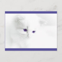 Gatinho branco macio com olhos roxos