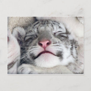 Cartão Postal Gatinho branco Napping do tigre