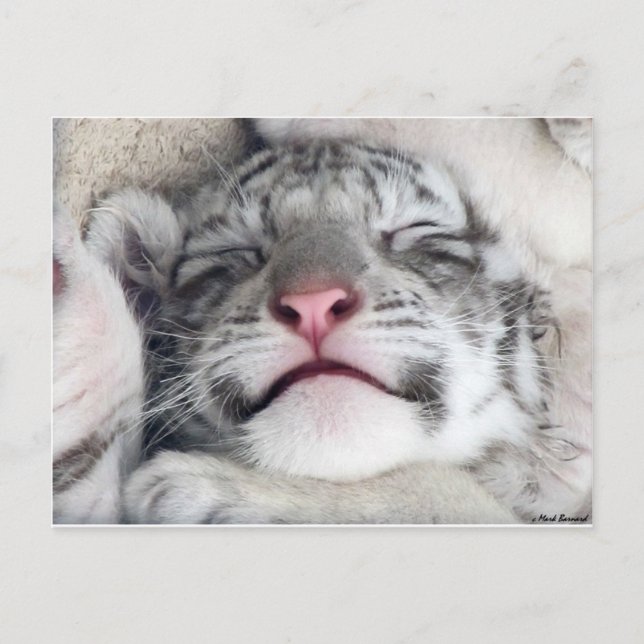 Cartão Postal Gatinho branco Napping do tigre (Frente)