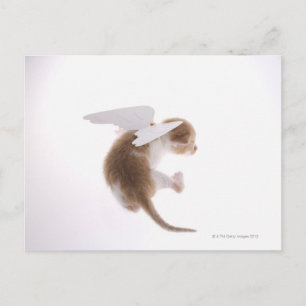 Cartão Postal Gatinho com asas de anjo acopladas à parte traseir