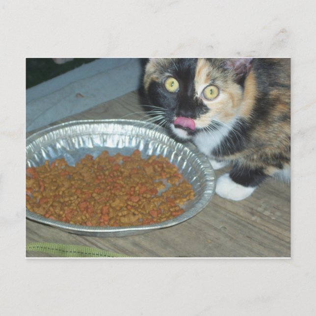 Cartão Postal Gatinho Comendo (Frente)