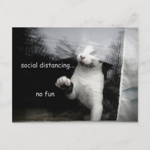 Cartão Postal Gatinho de Distância Social