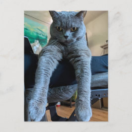 Cartão Postal Gatinho de Gato de Cinzas de Shorthair Britânica