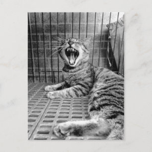 Cartão Postal Gatinho de Gato de Grelha em Corte Vintage