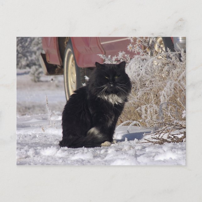 Cartão Postal Gatinho de inverno (Frente)