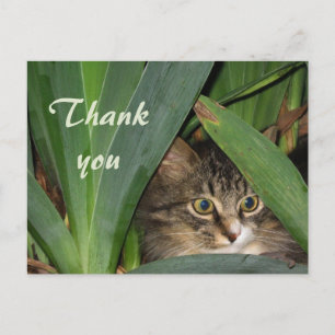 Cartão Postal Gatinho de jardim