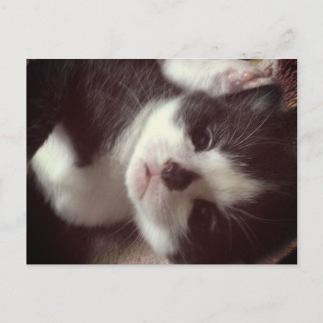 Cartão Postal Gatinho de Nariz Negro (Frente)