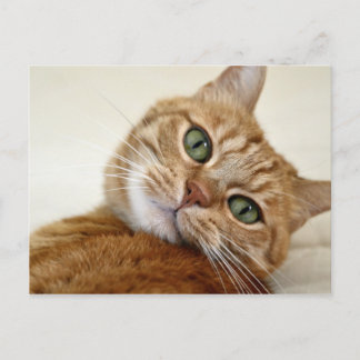 Cartão Postal Gatinho de olhos azuis