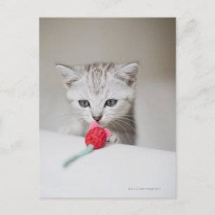 Cartão Postal gatinho de pelo curto britânico cheirando rato de 