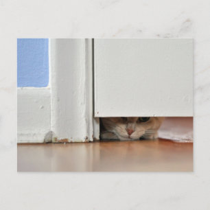 Cartão Postal Gatinho de pico
