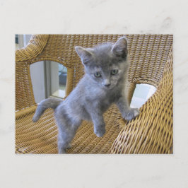 Cartão Postal Gatinho Diluído TortoisesInferno