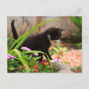 Cartão Postal Gatinho do Jardim Gelado