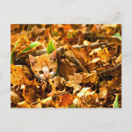 Cartão Postal gatinho do outono