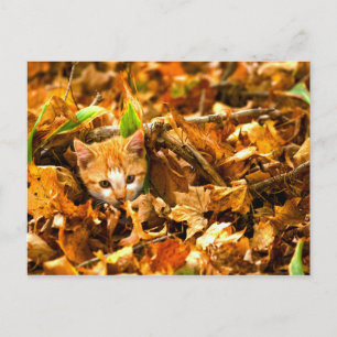 Cartão Postal gatinho do outono