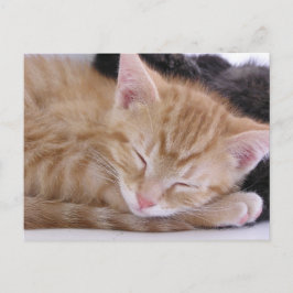 Cartão Postal Gatinho do sono