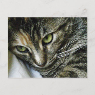 Cartão Postal Gatinho do zen