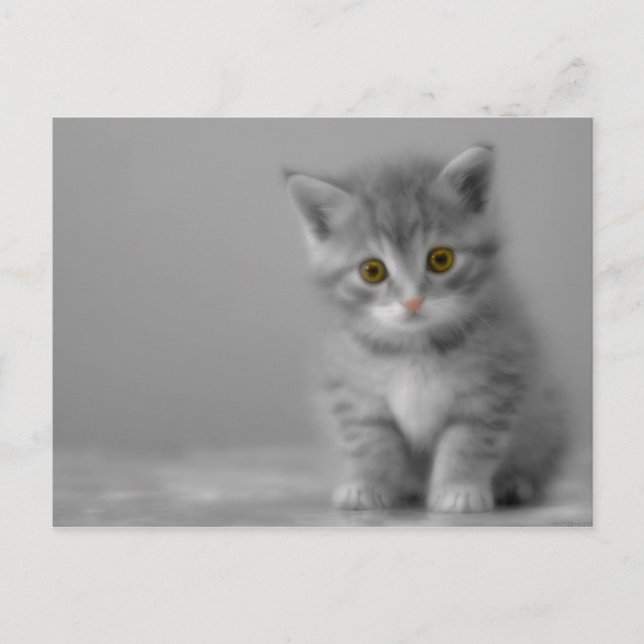 Cartão Postal Gatinho Doce (Frente)