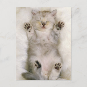 Cartão Postal Gatinho dormindo em um tapete liso branco, alto