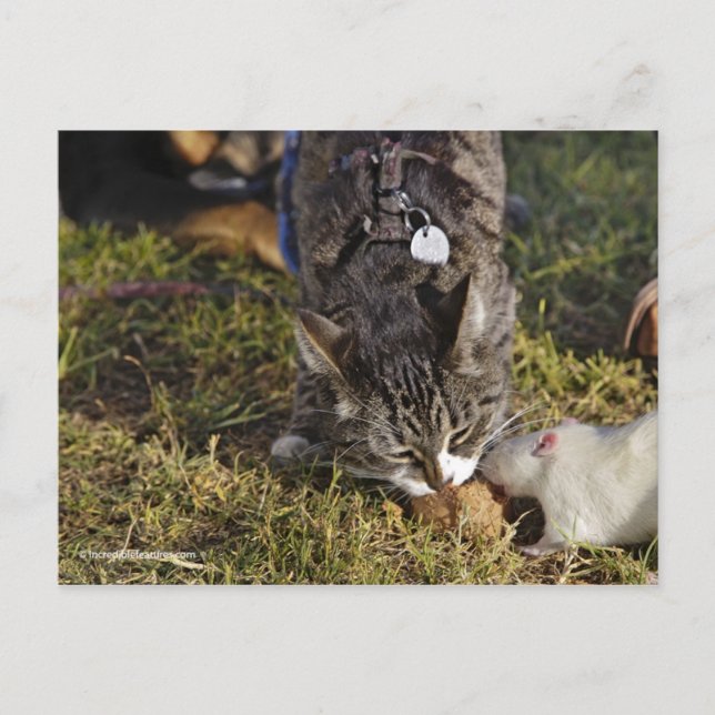 Cartão Postal Gatinho e Mousey compartilham uma refeição (Frente)