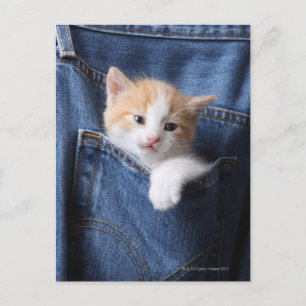 Cartão Postal gatinho em saco de jeans
