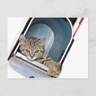 Cartão Postal Gatinho em uma Caixa de Correio