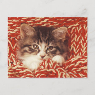 Cartão Postal Gatinho embrulhado em cobertor de lã, close-up