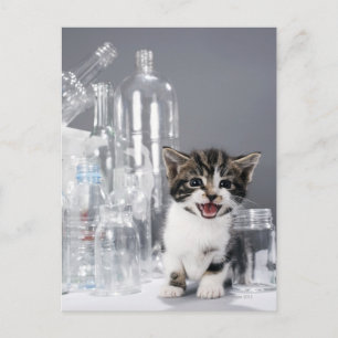 Cartão Postal Gatinho entre garrafas e frascos de reciclado