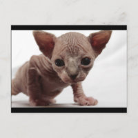 Gatinho Esphynx Bonito E Inteiro