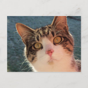 Cartão Postal Gatinho Fechado