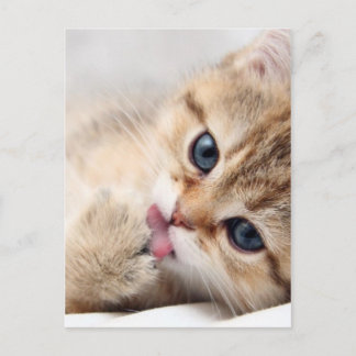 CARTÃO POSTAL GATINHO FOFO