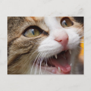 Cartão Postal Gatinho Fofo