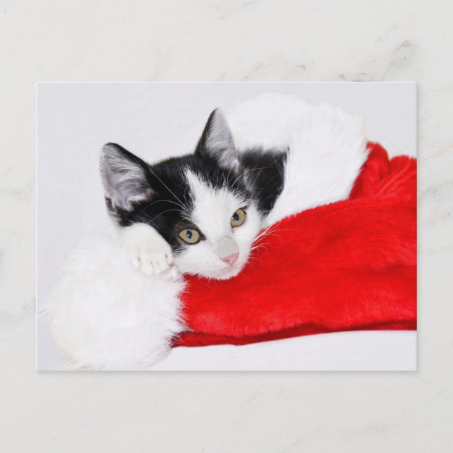 Cartão Postal Gatinho Fofo de Chapéu de Natal (Frente)