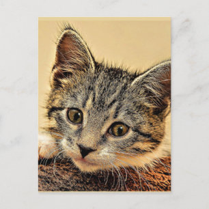 Cartão Postal gatinho, gatinho, bonitinho e fofinho,