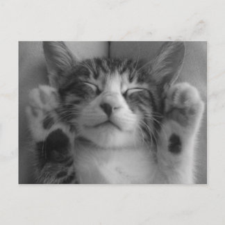 Cartão Postal Gatinho Gato